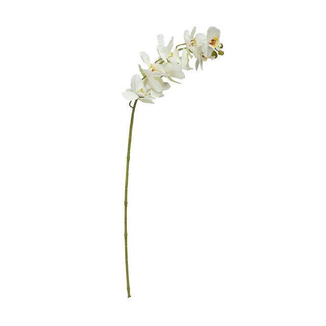 Haste de Orquídea Branca