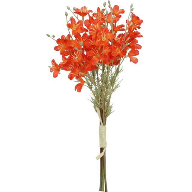 Flor Do Campo Laranja Flor Do Campo Laranja