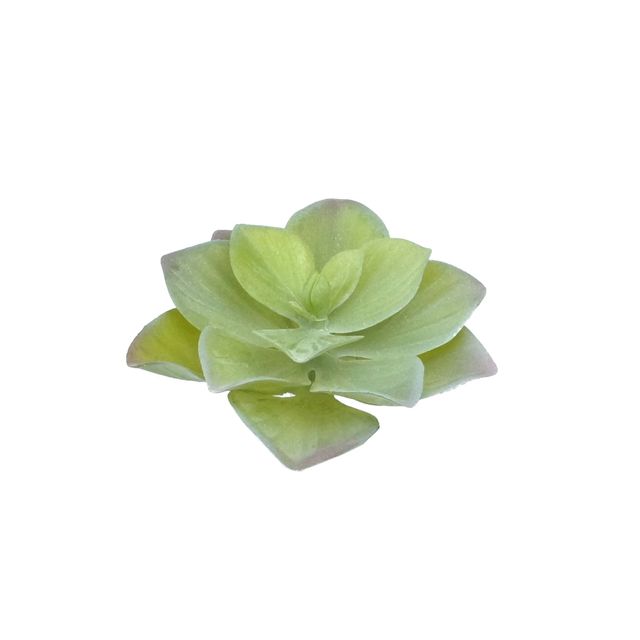 Suculenta Verde Claro 15cm