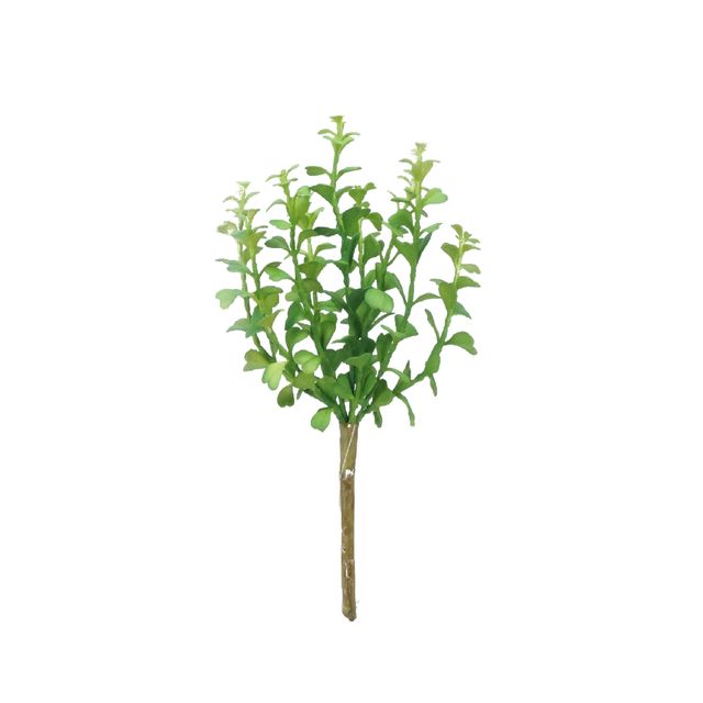 Suculenta Jade Verde