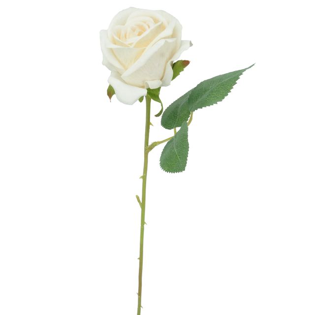 Botão de Rosa Veludo Branca Botão de Rosa Veludo Branca