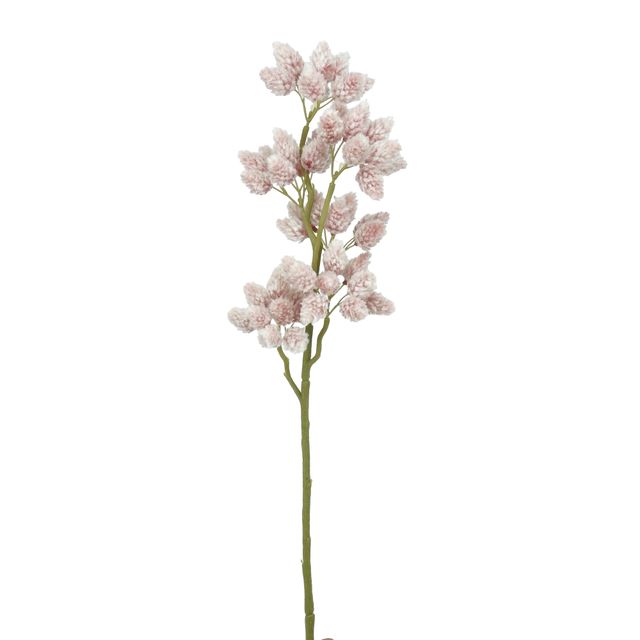 Galho de Phalaris Rosa X6 62cm