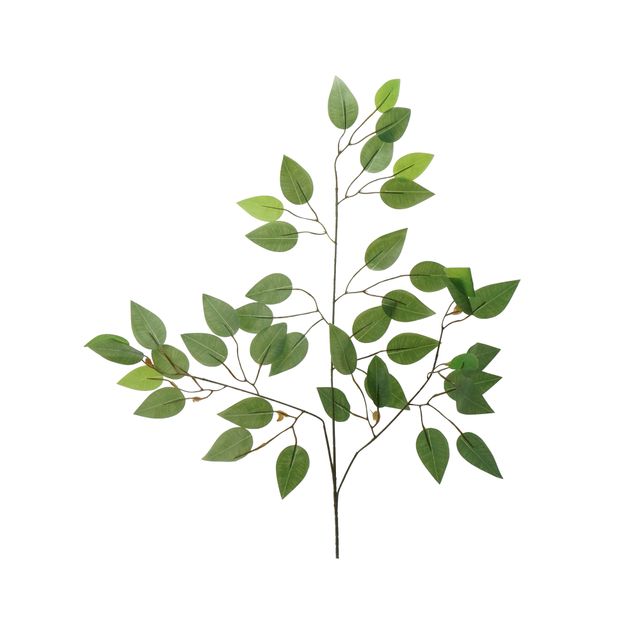 Folha de Ficus