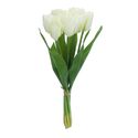 tulipabr.jpg