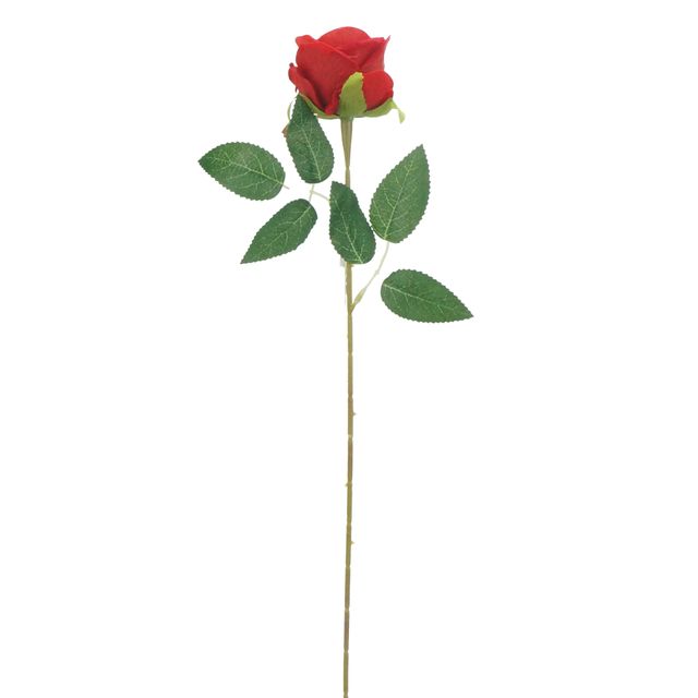 Botão de Rosa Vermelho Botão de Rosa Vermelho