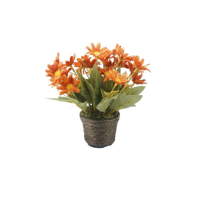 Arranjo Floral Flor do Campo Laranja Arranjo Floral Flor do Campo Laranja