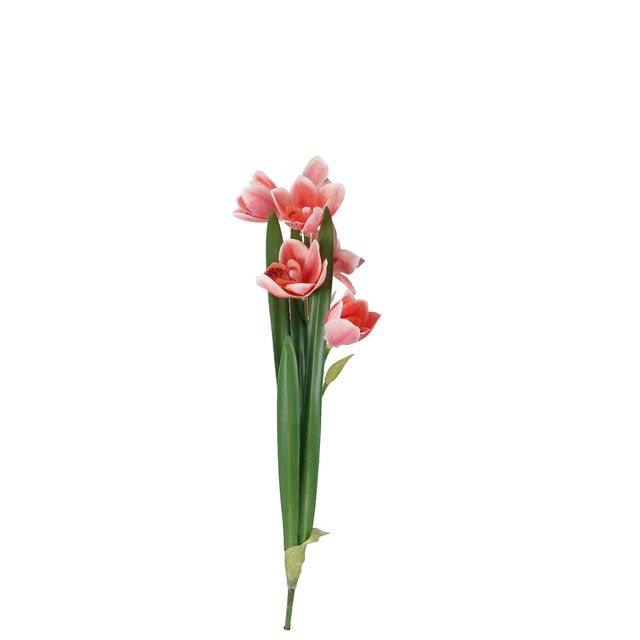 Galho de Orquídea Cymbidium Vermelha Galho de Orquídea Cymbidium Vermelha