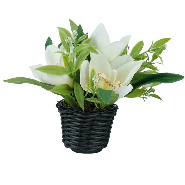 Arranjo Floral de Orquídea Branca Arranjo Floral de Orquídea Branca