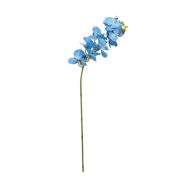 Haste de Orquídea Azul